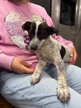 Jack Russell Terrier Dogs Available for Adoption in Hopkinsville, Kentucky - Scout | PetCurious