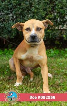 Boe -  Staffordshire Bull Terrier Dog for Adoption in Mobile, Alabama - Boe | PetCurious