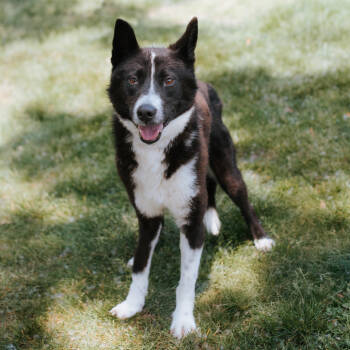 Rescue Jindo Dogs for Adoption in Northbrook, Illinois - Rown | PetCurious