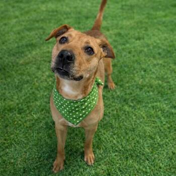 Smokey -  Labrador Retriever and Mixed Breed Dog Available for Adoption in Binghamton, New York - Smokey | PetCurious