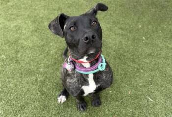 Pit Bull Terrier and Mixed Breed Dogs Available for Adoption in Brentwood, Missouri - SALYSE | PetCurious