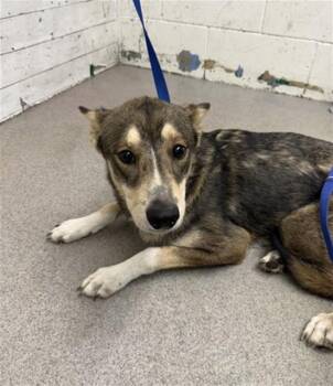 BAMBI -  German Shepherd Dog and Mixed Breed Dog for Adoption in San Bernardino, California - BAMBI | PetCurious