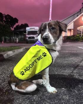 Skyler -  Australian Shepherd Dog for Adoption in Clearwater, Florida - Skyler | PetCurious