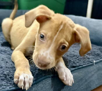 Rescue Chihuahua Dogs for Adoption in Jefferson, New Jersey - Churro | PetCurious