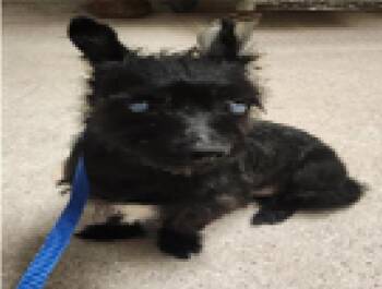 Negra -  Miniature Schnauzer Dog for Adoption in Creston, California - Negra | PetCurious