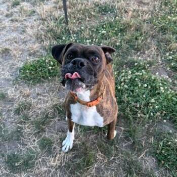 Mickey -  Mixed Breed and Boxer Dog for Adoption in Washougal, Washington - Mickey | PetCurious
