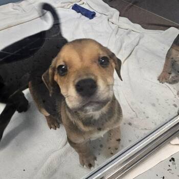 Outlaw -  Mixed Breed Dog for Adoption in Uniontown, Pennsylvania - Outlaw | PetCurious