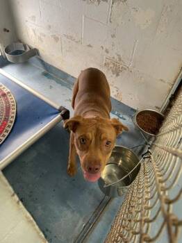 Pit Bull Terrier and Mixed Breed Dogs Available for Adoption in Gainesville, Florida - Brownie | PetCurious