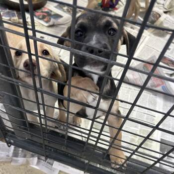 Polly Pocket -  Black Labrador Retriever Dog for Adoption in Clarksville, Virginia - Polly Pocket | PetCurious
