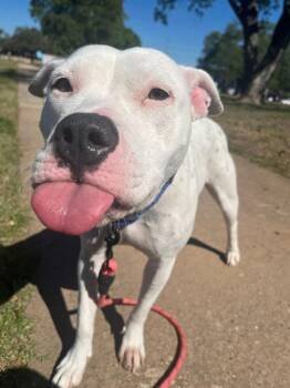 Pit Bull Terrier Dogs Available for Adoption - Minerva | PetCurious