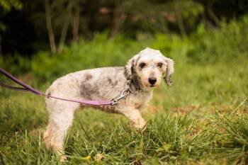 Miniature Poodle Dogs Available for Adoption in Gradyville, Kentucky - Sheryl | PetCurious