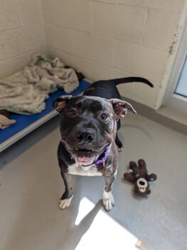 Kie -  Mixed Breed Dog Available for Adoption in Hyde Park, New York - Kie | PetCurious