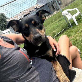 Rowen -  Shepherd and Mixed Breed Dog for Adoption in Pontiac, Illinois - Rowen | PetCurious