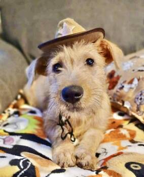 Schnauzer and Wirehaired Terrier Dogs Available for Adoption - Baxter | PetCurious