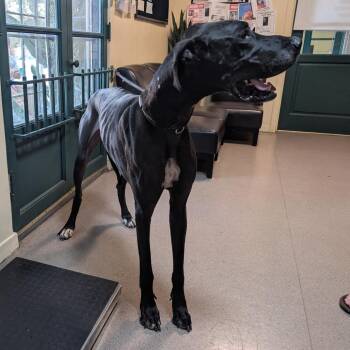 Mauser -  Great Dane Dog for Adoption in Pasadena, California - Mauser | PetCurious
