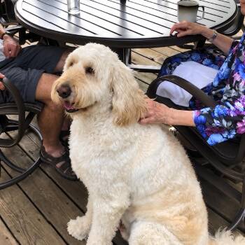 Joey -  Golden Retriever and Poodle Dog for Adoption in Rochester, Minnesota - Joey | PetCurious