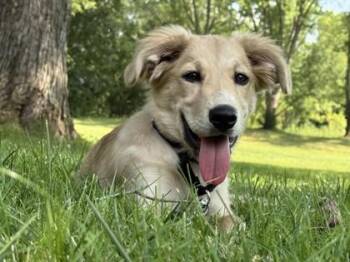 Peanut Butter -  Mixed Breed Dog for Adoption in Kansas City, Missouri - Peanut Butter | PetCurious