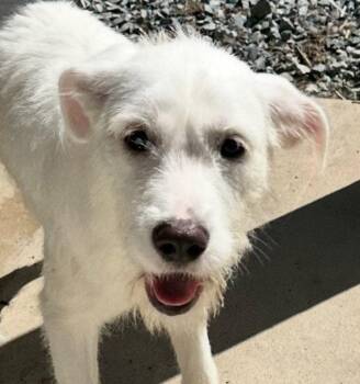 Natasha -  Terrier Dog for Adoption in Thomasville, North Carolina - Natasha | PetCurious