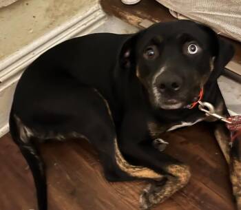 Sandy -  German Shepherd Dog and Terrier Dog for Adoption in Hartford City, Indiana - Sandy | PetCurious