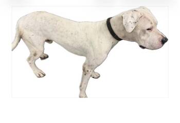 VADER -  Dogo Argentino Dog for Adoption in Doral, Florida - VADER | PetCurious