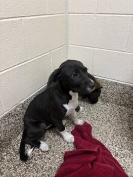 Greenie Beanie -  Pit Bull Terrier and Mixed Breed Dog for Adoption in Westland, Michigan - Greenie Beanie | PetCurious