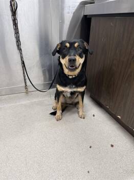 BELLA -  Rottweiler and Australian Cattle Dog Blue Heeler Dog for Adoption in Fairbanks, Alaska - BELLA | PetCurious