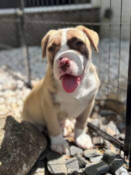 Terrier Dogs Available for Adoption in Greenville, South Carolina - Knox | PetCurious