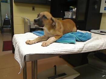 JEFFREY -  Boxer and Pit Bull Terrier Dog for Adoption in Cookeville, Tennessee - JEFFREY | PetCurious