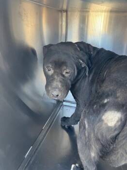 Mixed Breed Dogs Available for Adoption - WILTON | PetCurious