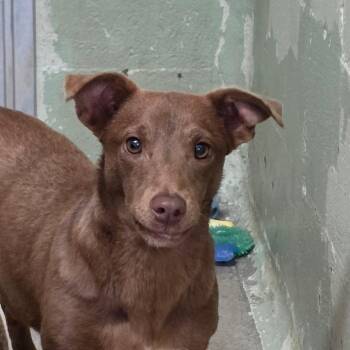 Dachshund Dogs Available for Adoption - Queen Chocolate Cup | PetCurious