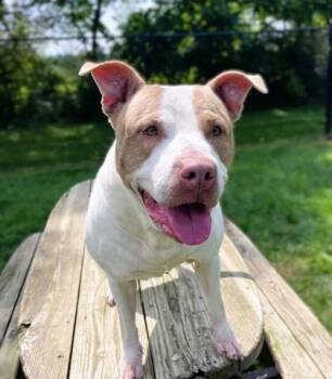 MINNIE -  Pit Bull Terrier Dog for Adoption in Belmont, New York - MINNIE | PetCurious