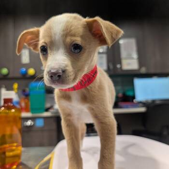 Spaniel and Labrador Retriever Dogs Available for Adoption in Tampa, Florida - Bobbie Grimes | PetCurious