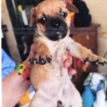 Minnow -  Chihuahua and Dachshund Dog for Adoption in Baton Rouge, Louisiana - Minnow | PetCurious