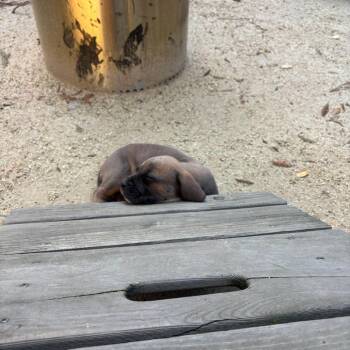 Sabine -  Cane Corso and Pit Bull Terrier Dog for Adoption in Turlock, California - Sabine | PetCurious
