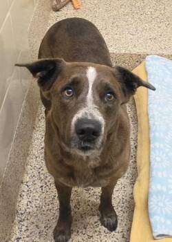 Drizzle 64138 -  Mixed Breed Dog for Adoption in Aiken, South Carolina - Drizzle 64138 | PetCurious