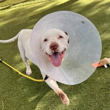 Pit Bull Terrier Dogs Available for Adoption in Las Vegas, Nevada - FRANKLIN | PetCurious