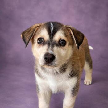Logan -  Husky and Australian Shepherd Dog for Adoption in Heber Springs, Arkansas - Logan | PetCurious