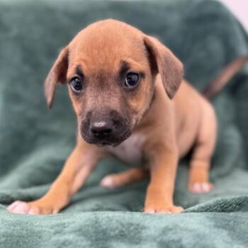 Pit Bull Terrier and Mixed Breed Dogs Available for Adoption in St. Peters, Missouri - Anya | PetCurious