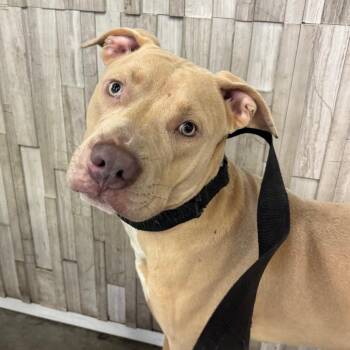 Red -  Terrier Dog for Adoption in Tampa, Florida - Red | PetCurious
