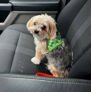 Rescue Morkie Dogs for Adoption in Uxbridge, Massachusetts - Maggie | PetCurious