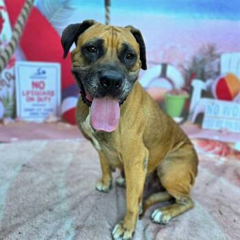 SATIN -  Mastiff and Mixed Breed Dog for Adoption in Long Beach, California - SATIN | PetCurious