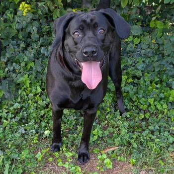 Etnies -  Black Labrador Retriever and Mixed Breed Dog for Adoption in Charlottesville, Virginia - Etnies | PetCurious