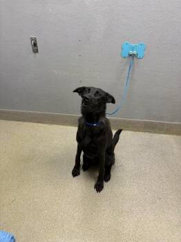 German Shepherd Dog and Mixed Breed Dogs Available for Adoption in Las Vegas, Nevada - DUKE | PetCurious