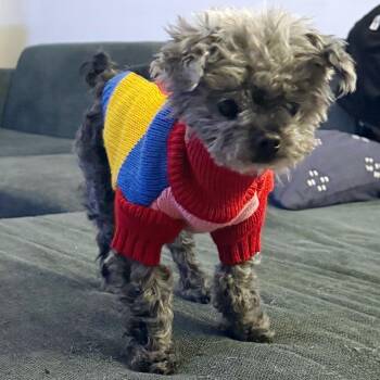 Miniature Poodle Dogs Available for Adoption - Agnes | PetCurious