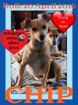 CHIP-L - EXPERIENCED FAMILY -  Chihuahua Dog for Adoption in Sebec, Maine - CHIP-L - EXPERIENCED FAMILY | PetCurious