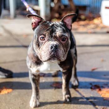 American Bulldog Dogs Available for Adoption in Oakland, California - Pomodoro | PetCurious