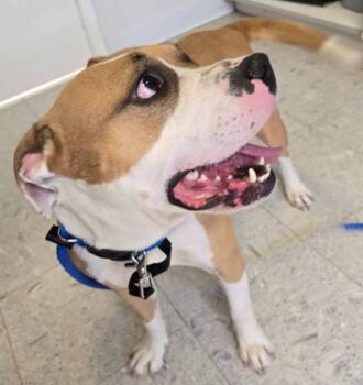 GISMO -  Terrier Dog for Adoption in Sandusky, Ohio - GISMO | PetCurious