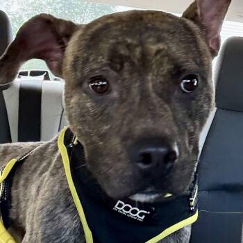 Pumba -  Pit Bull Terrier Dog for Adoption in York, Pennsylvania - Pumba | PetCurious