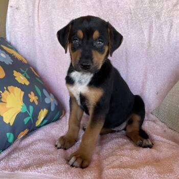 Lala -  German Shepherd Dog Dog for Adoption in Tucson, Arizona - Lala | PetCurious
