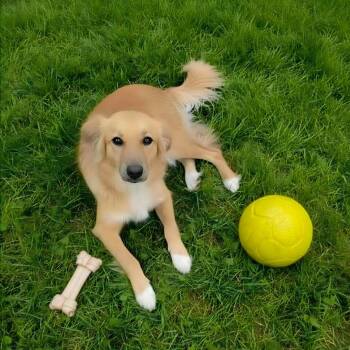 AURO-Sandy -  Australian Shepherd and Mixed Breed Dog for Adoption in Aurora, Missouri - AURO-Sandy | PetCurious
